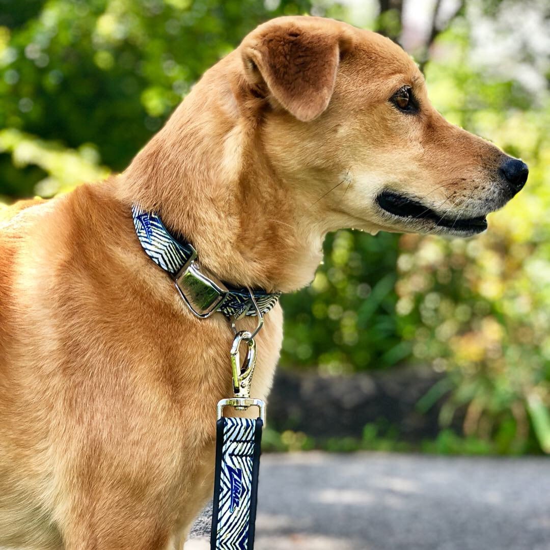 Zubaz Sabres Cycle Dog Leash Good Neighbor Dog Walkers LLC