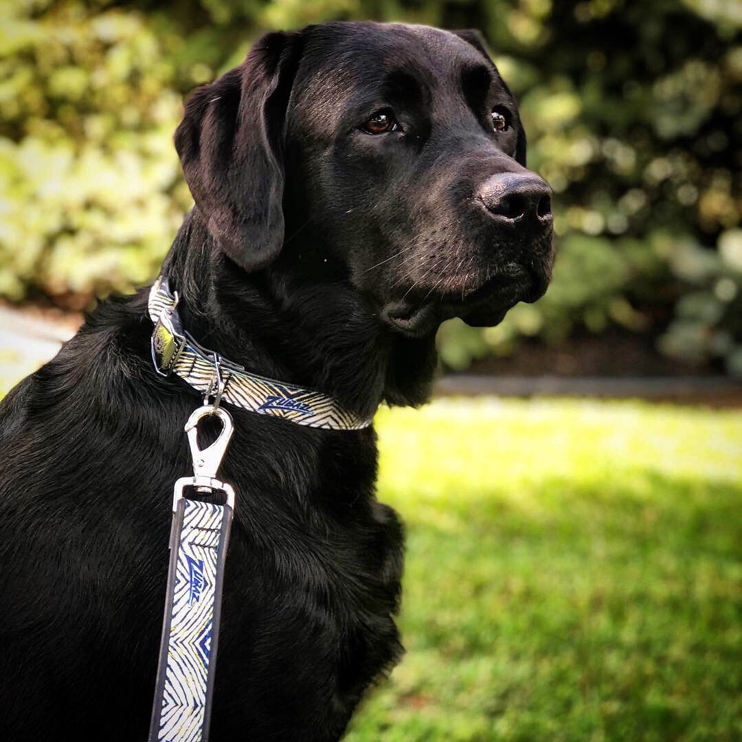 Zubaz Leash Collar Pkg Sabres Good Neighbor Dog Walkers LLC